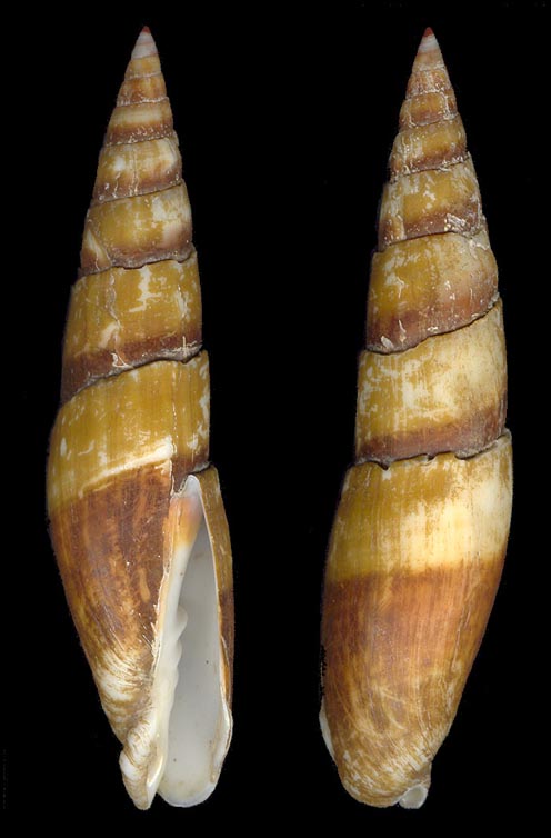 Mitra zonata